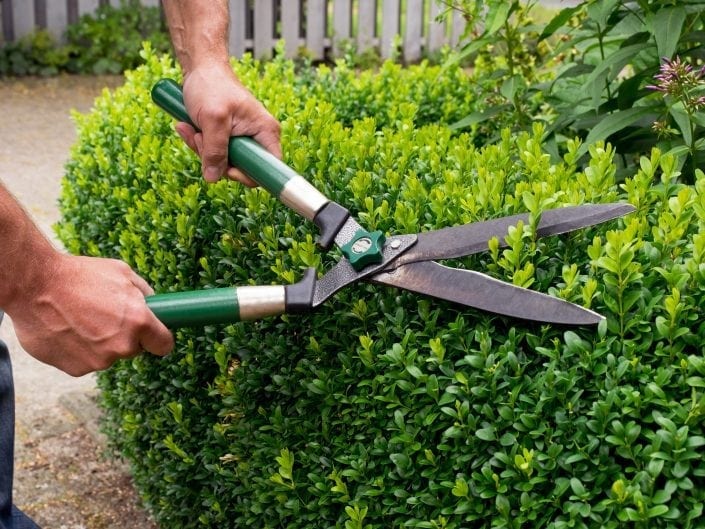 Hecke schneiden mit mechanischer Heckenschere